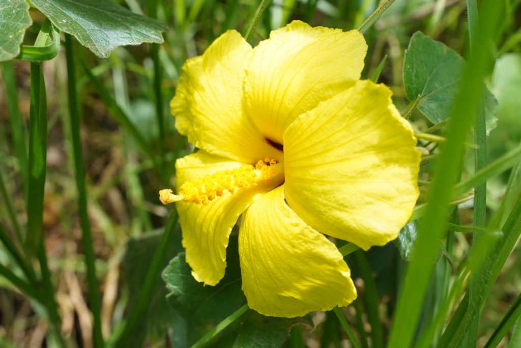 image of ma'o hau hele