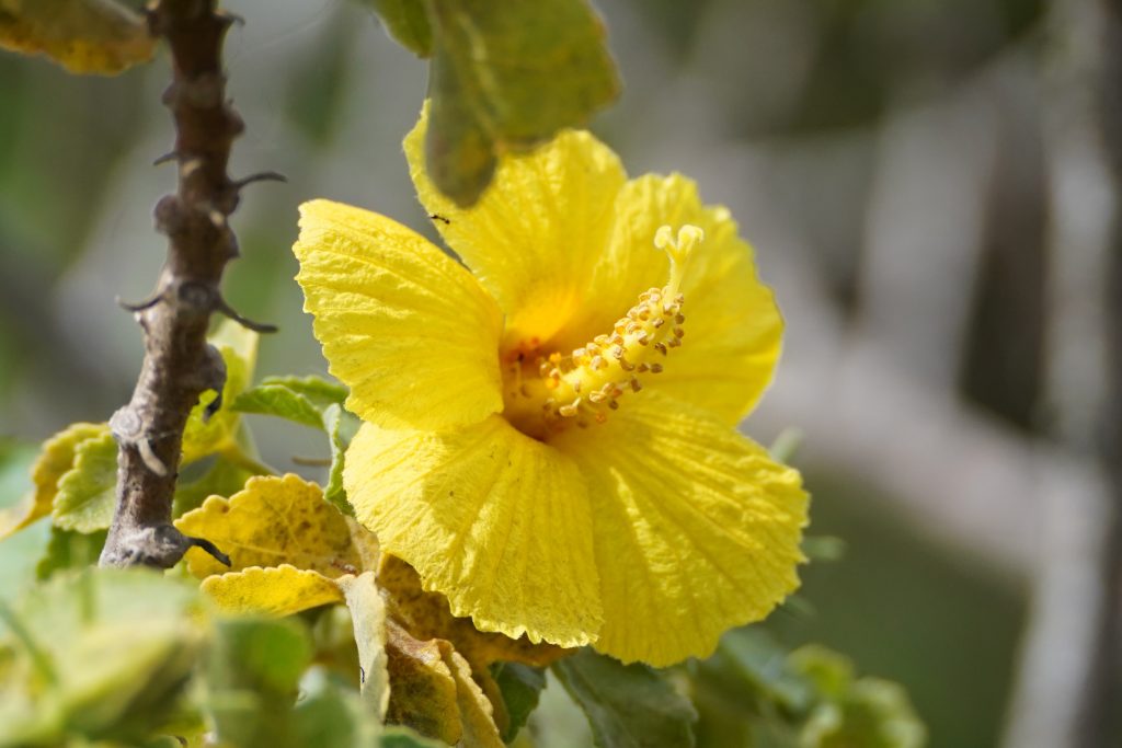 image of ma'o hau hele