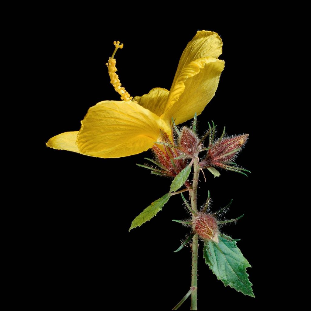 image of ma'o hau hele