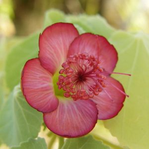 image of ko'oloa'ula