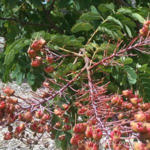 image of Mezoneuron kavaiense