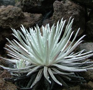 cover image of 'ahinahina