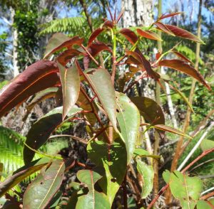 cover image of mehamehame