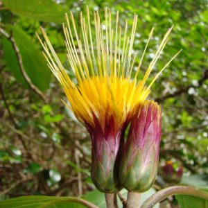 image of Hesperomannia oahuensis