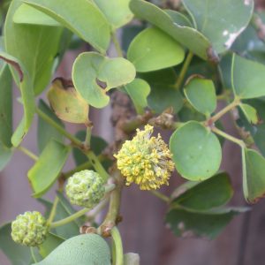 image of ka punapuna o kanaloa