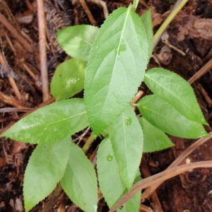 image of stenogyne bifida