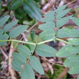 image of hawaiian vetch