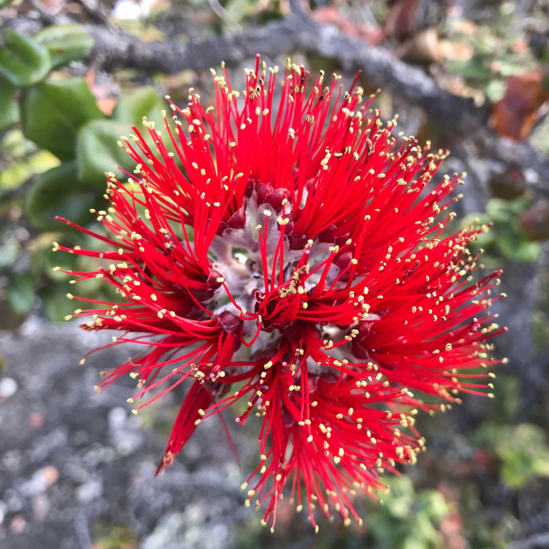ʻŌhiʻa Lehua