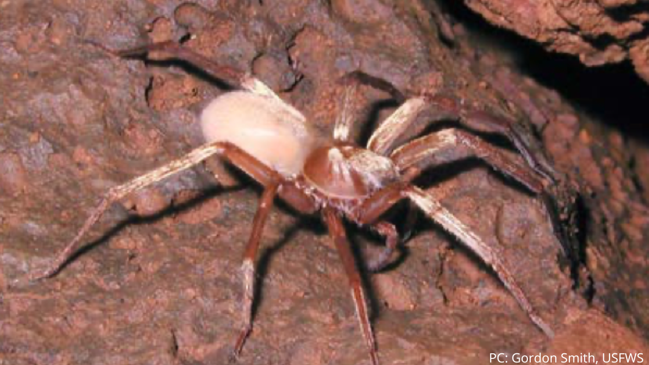 An image of a Kauaʻi cave arthropod