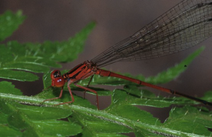 An image of Megalagrion leptodemas