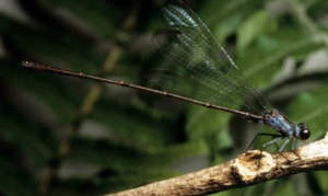 An image of Megalagrion nesiotes