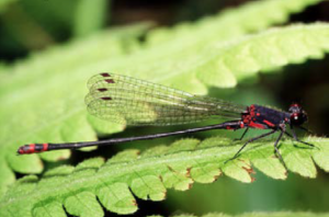 An image of Megalagrion pacificum