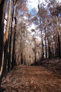 An improved road between burnt Eucalyptus