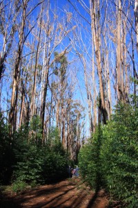 Eucalyptus regrowth