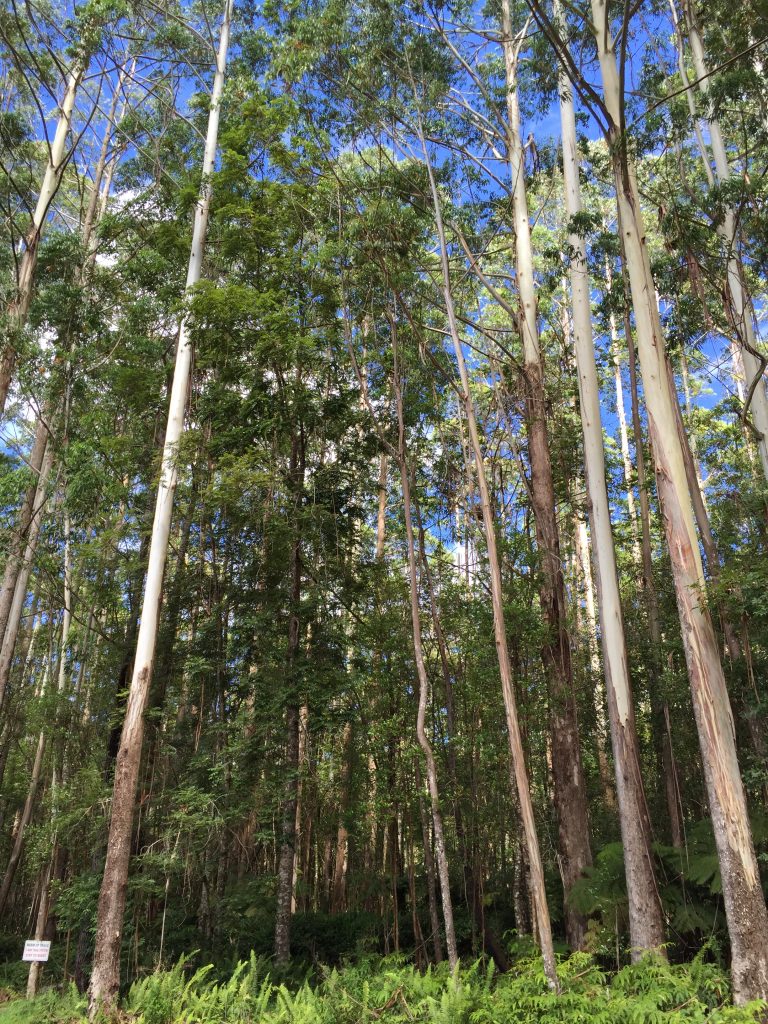 Eucalyptus stand in the WTMA