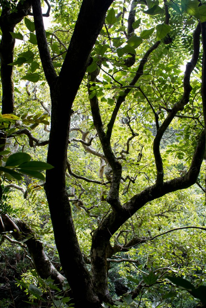 An image of a kukui tree in Waianae Kai Forest Reserve
