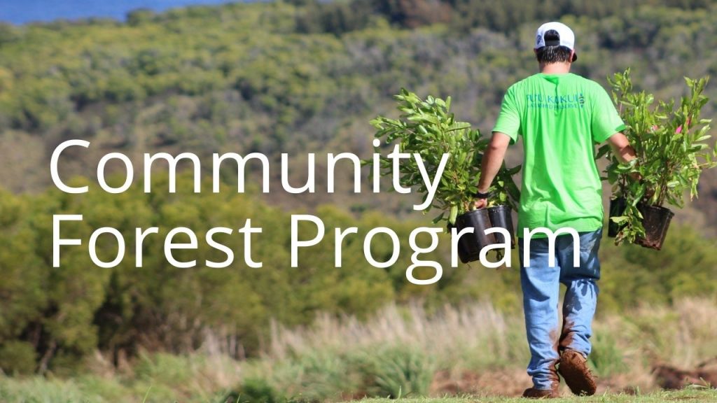 An image of a person planting tree linking to info on the Community Forest Program