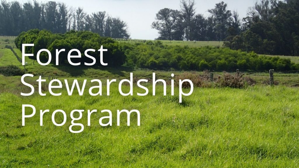 An image of trees and button related to the Forest Stewardship Program