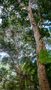 Image of trees in the Kapapala Canoe Forest