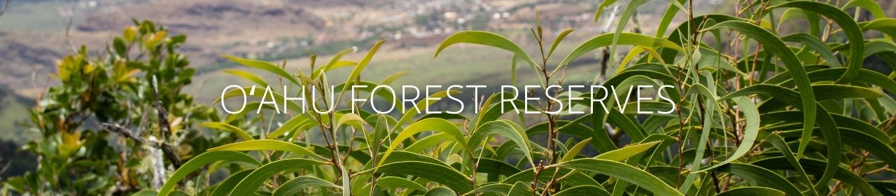 An image of koa with the words Oahu Forest Reserves