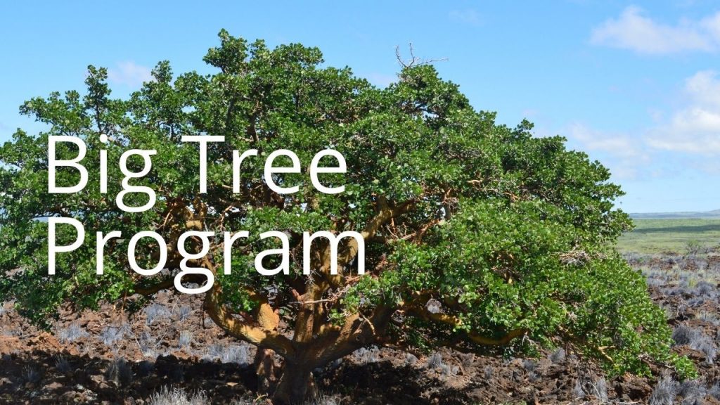 An image of a large tree linking to information on the Big Tree Program