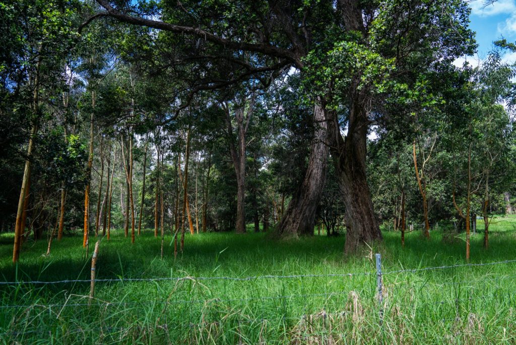 An image of Kapāpala Forest Reserve