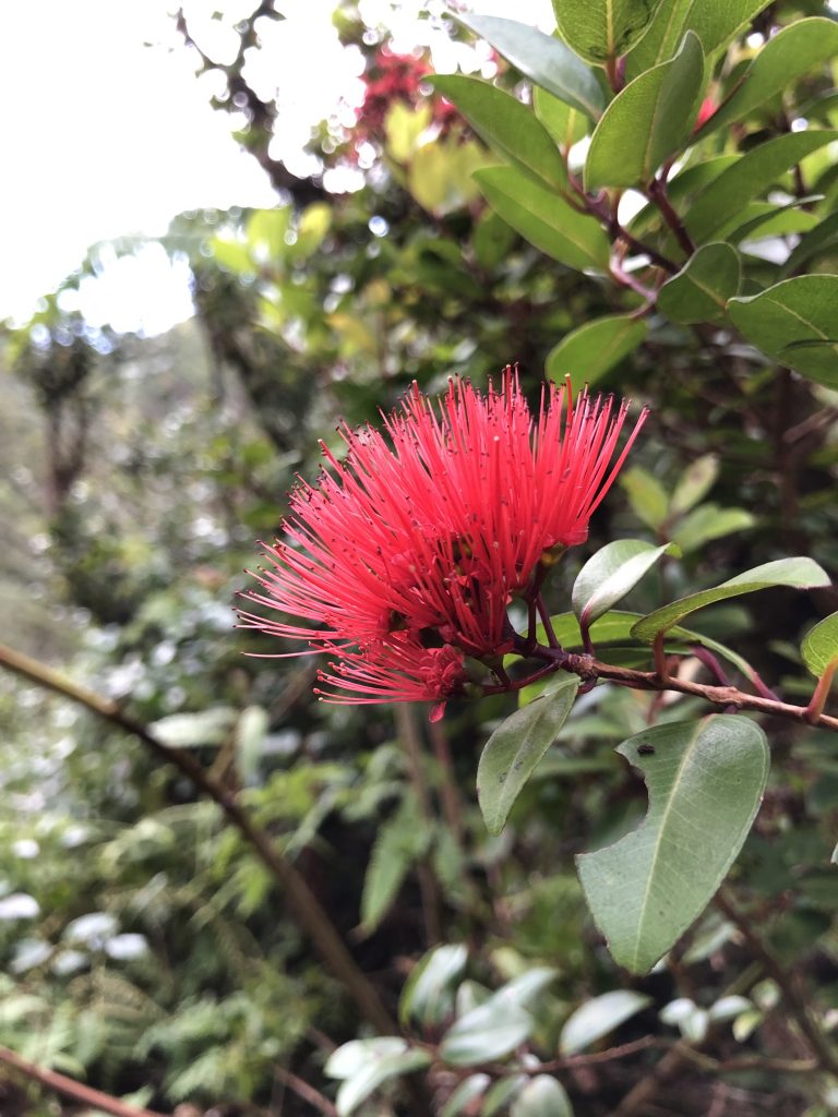 image of ohia lehua