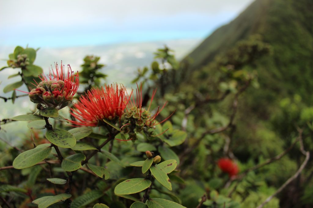 image of ohia lehua