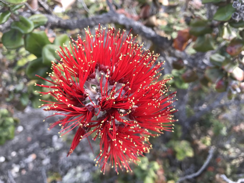 image of ohia lehua