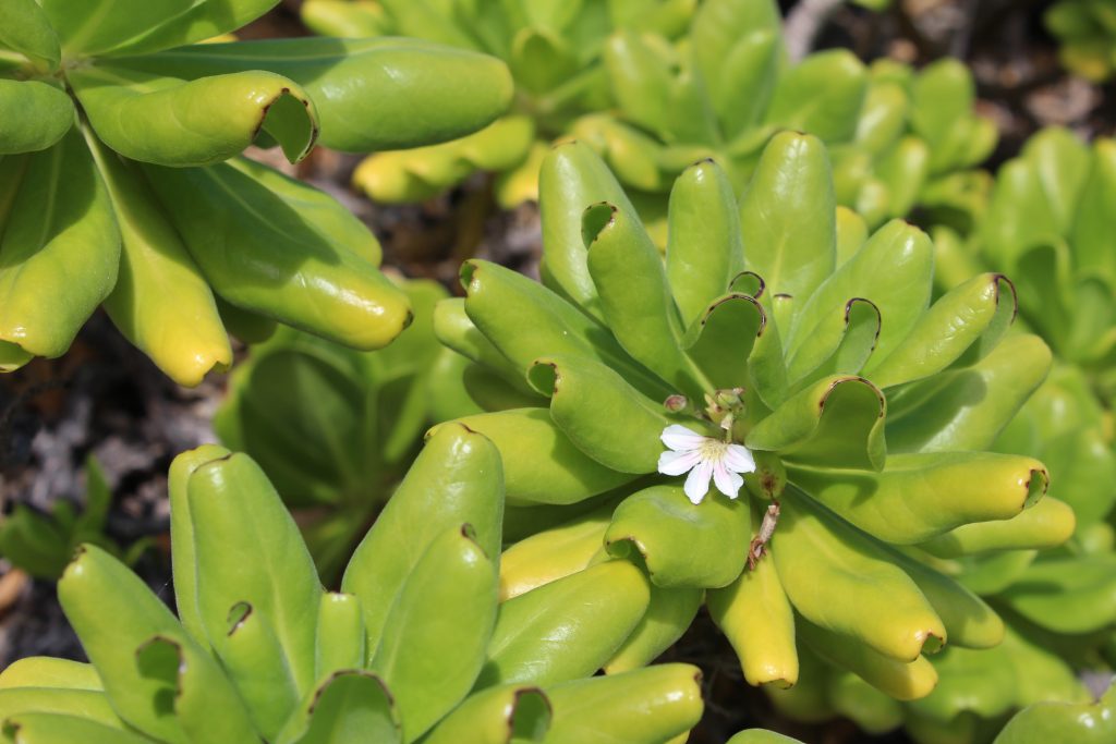 image of naupaka kahakai