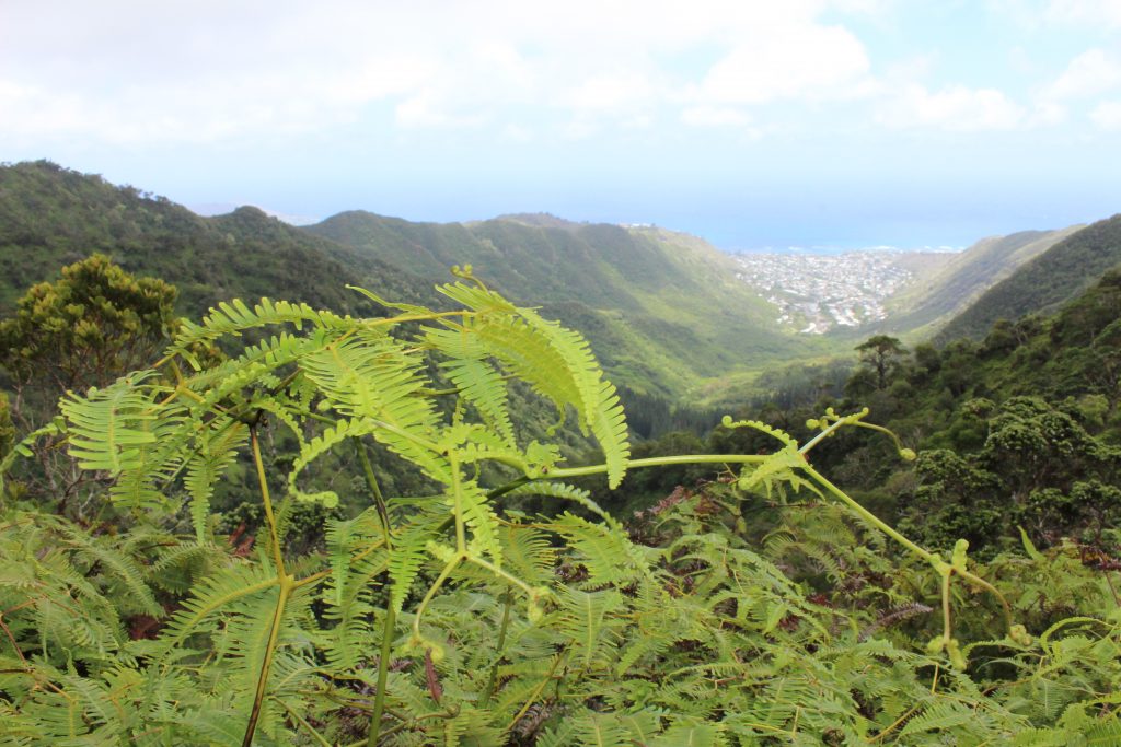 image of uluhe