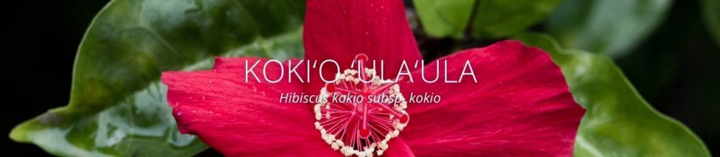 image of Koki‘o ‘ula‘ula