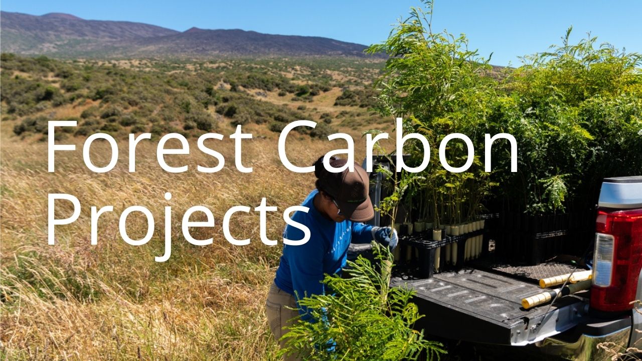 An image of a person planting trees