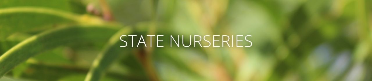 An image of a koa plant