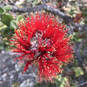 image of ohia lehua