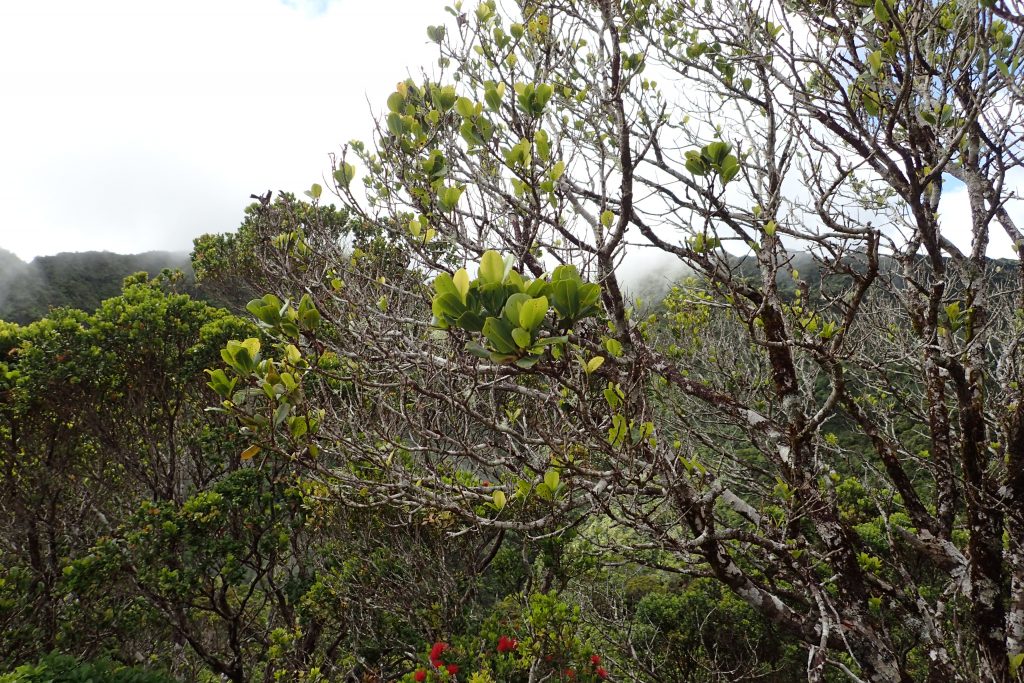 image of ohia ha