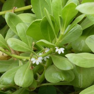 image of naupaka kahakai