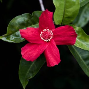 image of Koki‘o ‘ula‘ula