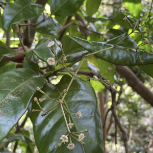 image of Pāpala kēpau