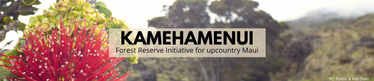 An image of an ʻōhiʻa lehua at Kamehamenui