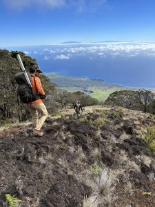 Nakula forest inventory