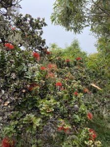 ʻŌhiʻa lehua tree