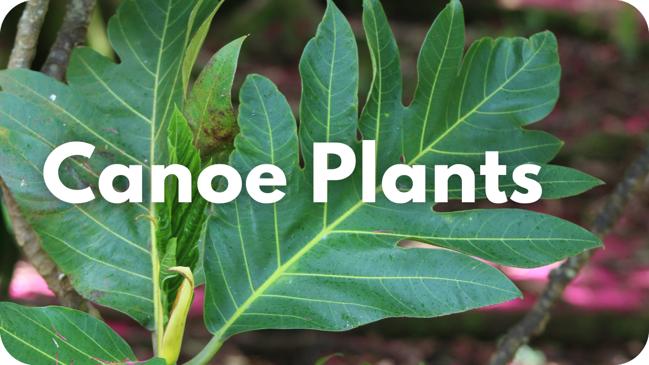 Canoe Plants