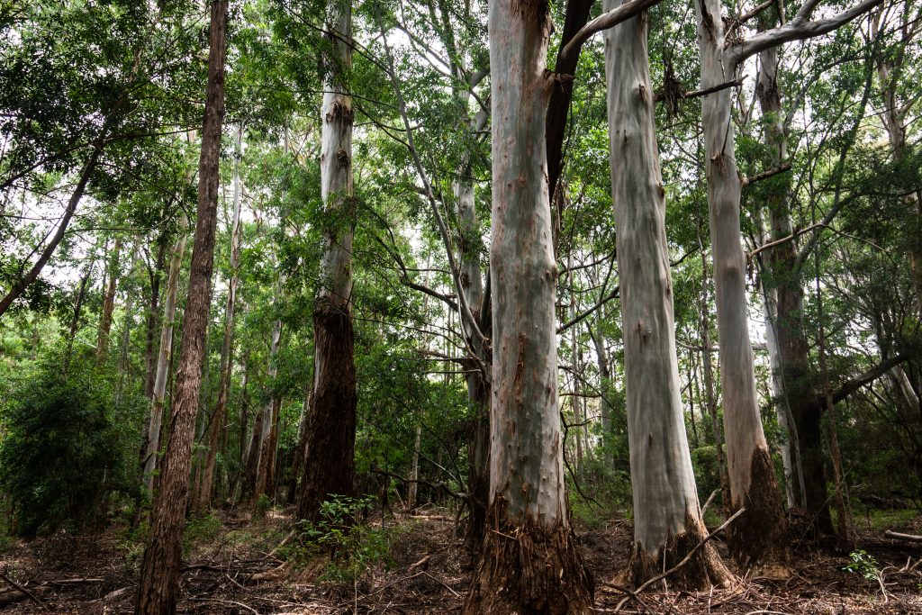 Eucalyptus stand in timber management area.
