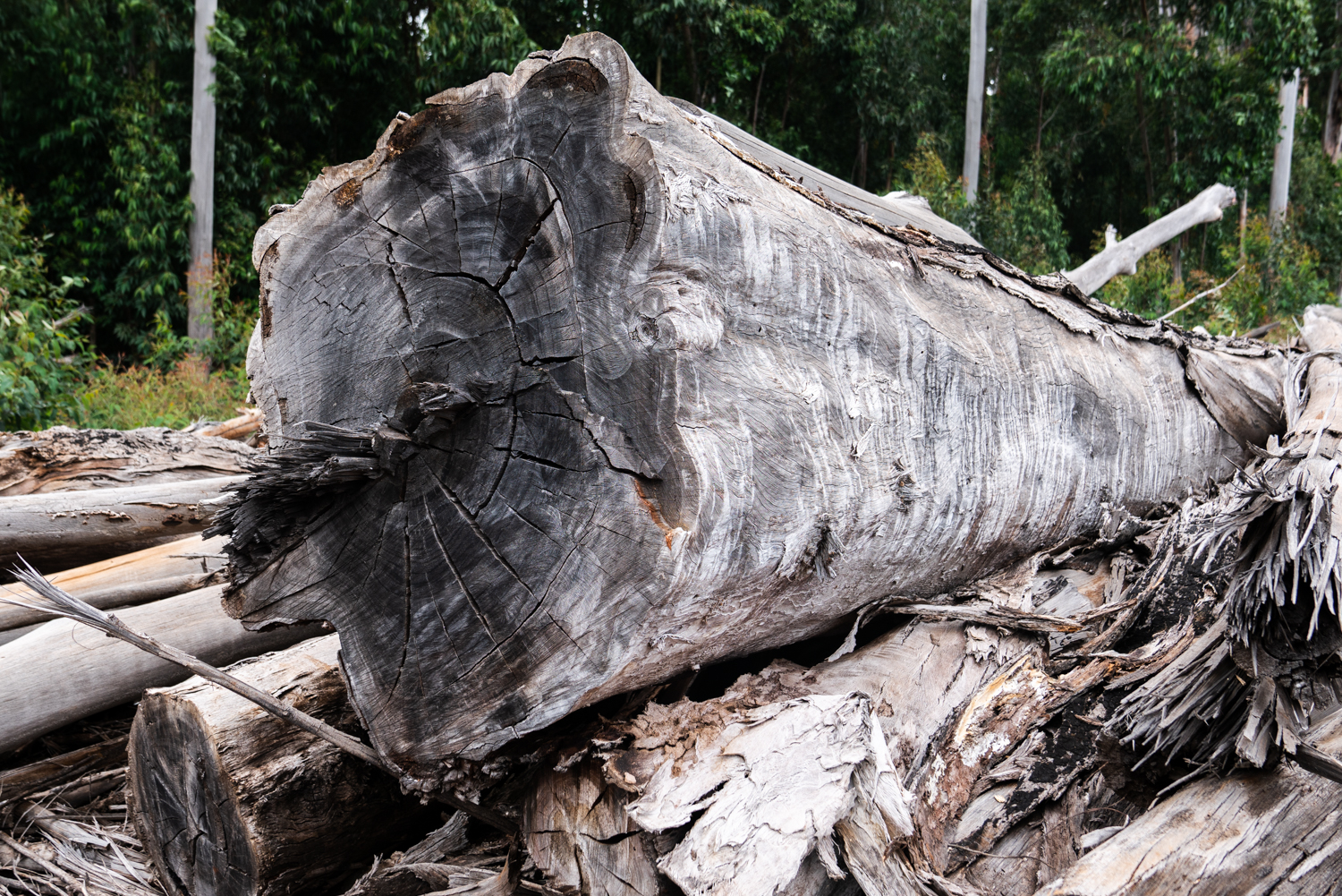 Eucalyptus log