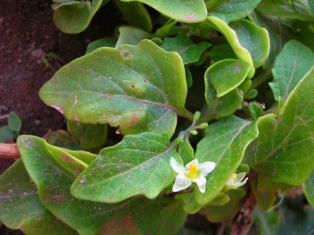 Leaves and flower of Solanum americanum