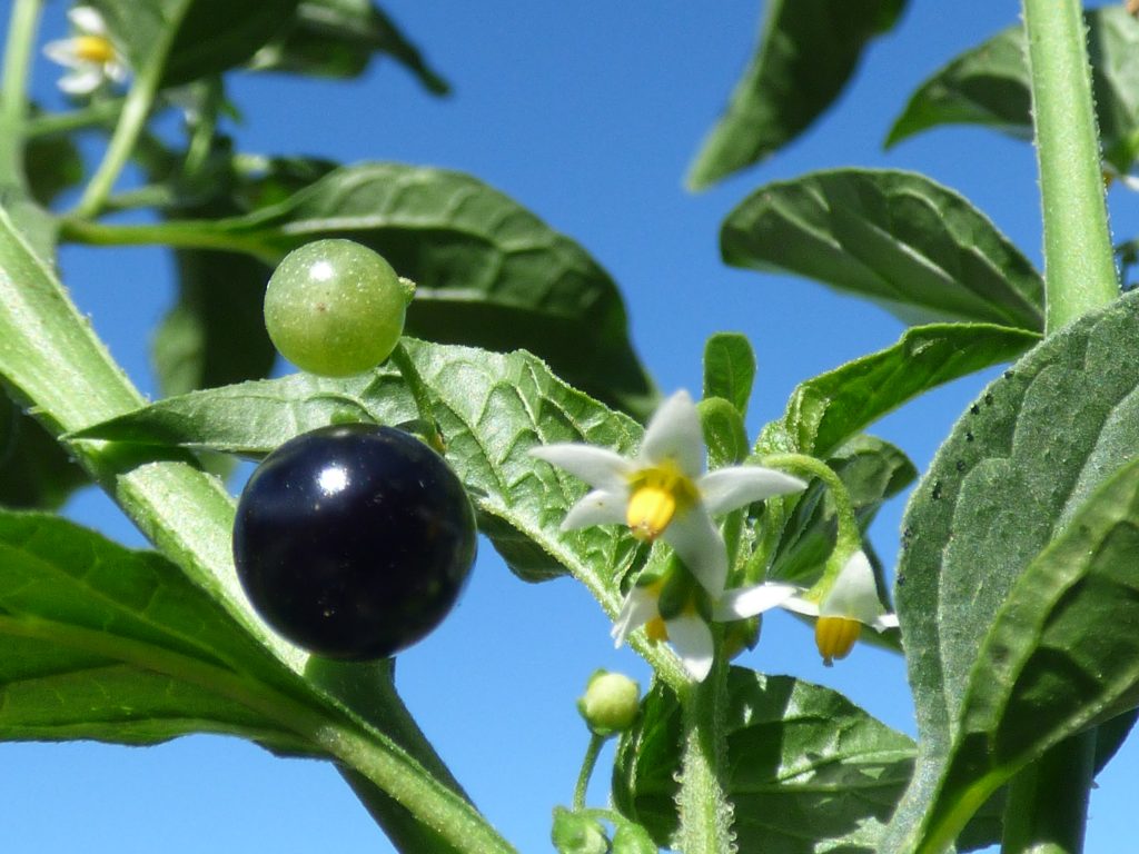Flower and fruit of pōpolo