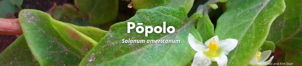 Pōpolo- Solanum americanum (image of plant and flower)