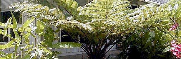 australiantreefern