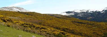 Photo Credit: www.ctahr.hawaii.edu